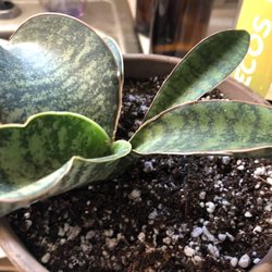 Paradise Found Nursery - Sansevieria