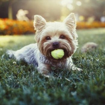 KPI Pest Services - Eco friendly spray treatment that are safe for children and pets. - Pest Control Near Me - Pasadena, California