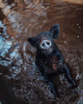 Cajun Encounters Tour Company by null