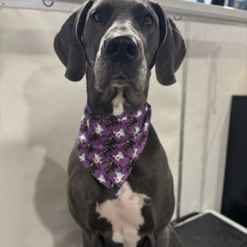Pit Stop Mobile Pet Spa - Pet Groomers Near Me Pit Stop Mobile Pet Spa - Pet Groomers Near Me
