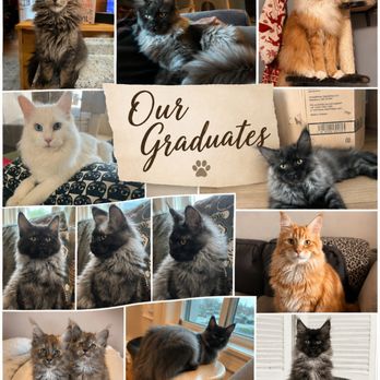 1. EuroCoon Cattery