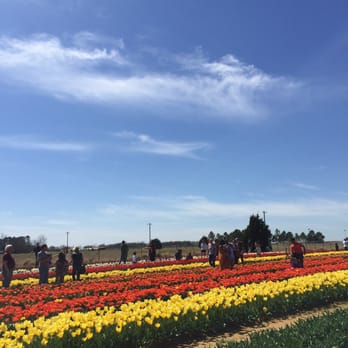 Texas-Tulips - Nurseries & Gardening Near Me - Pilot Point, Texas Texas-Tulips - Nurseries & Gardening Near Me - Pilot Point, Texas