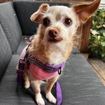 Meraki Café - Dog friendly - Coffee & Tea Near Me - San Diego, California Meraki Café - Dog friendly - Coffee & Tea Near Me - San Diego, California