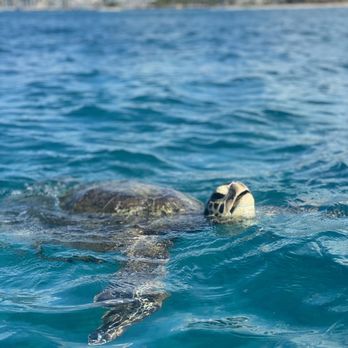 Captain Max Boat Tours - Boat Tours Near Me - Honolulu, Hawaii