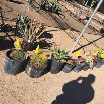 Phoenix Desert Nursery - Set out my selections - Nurseries & Gardening Near Me - Phoenix, Arizona