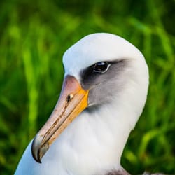 Save Our Seas Hawaii