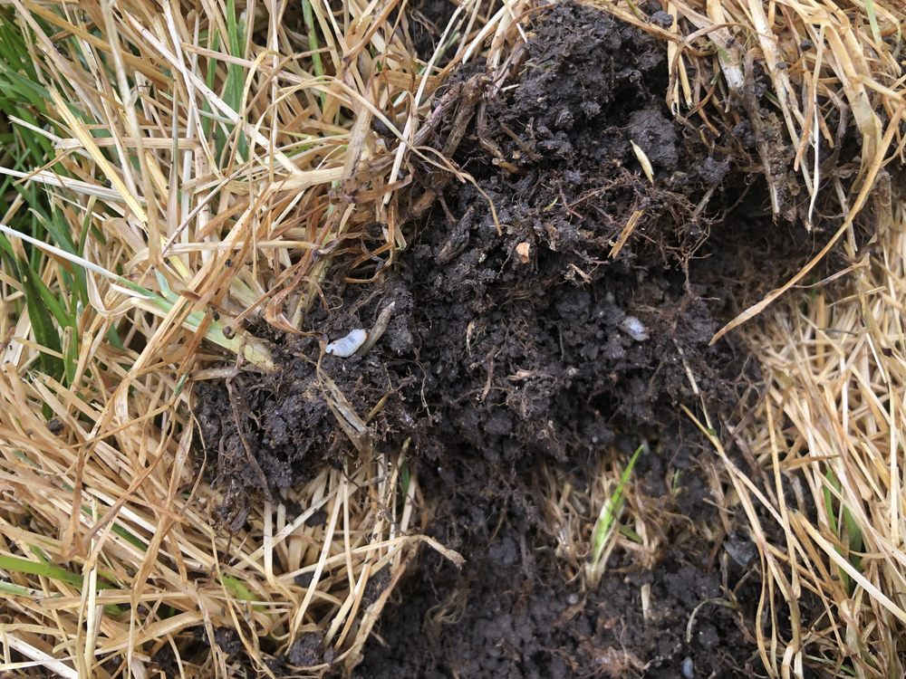 Nielsen's Lawn Care and Pest control - tree service in Eureka, UT