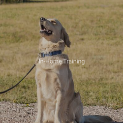 All-Pro Dog Training - Best in-home dog training near me