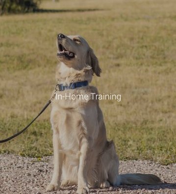 All-Pro Dog Training - pet boarding facility in Elizabeth, CO
