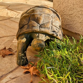 Armstrong Garden Centers - Desert Tortoise. Solid and very heavy! - Nurseries & Gardening Near Me - Claremont, California Armstrong Garden Centers - Desert Tortoise. Solid and very heavy! - Nurseries & Gardening Near Me - Claremont, California