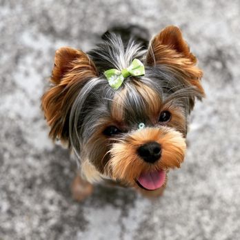 Bows and Biscuits - Pet Groomers Near Me - Marysville, Washington Bows and Biscuits - Pet Groomers Near Me - Marysville, Washington