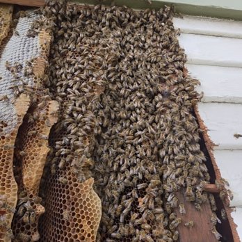 Bee Removal - Pest Control Near Me Bee Removal - Pest Control Near Me