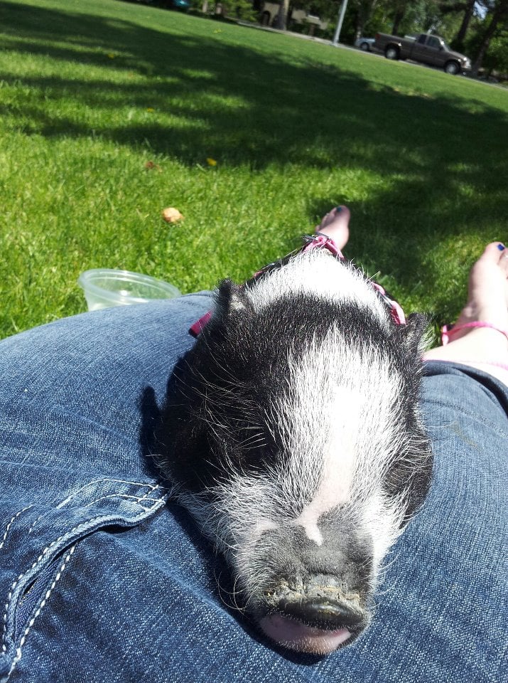 Teacup Pigs For Sale Pet Services 11230 Gold Express Dr, Gold River
