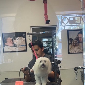 PJ Noah PetSalon - Lake Forest - Pet Groomers Near Me - Lake Forest, California PJ Noah PetSalon - Lake Forest - Pet Groomers Near Me - Lake Forest, California