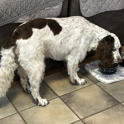 Top Tail Pet Grooming - Fresh hair cut