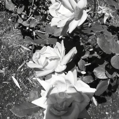 Rose Garden at Victory Park by null