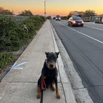 Wagging Tails - Seeing the sunset with Apollo near Mt. Soledad! - Dog Walkers Near Me Wagging Tails - Seeing the sunset with Apollo near Mt. Soledad! - Dog Walkers Near Me