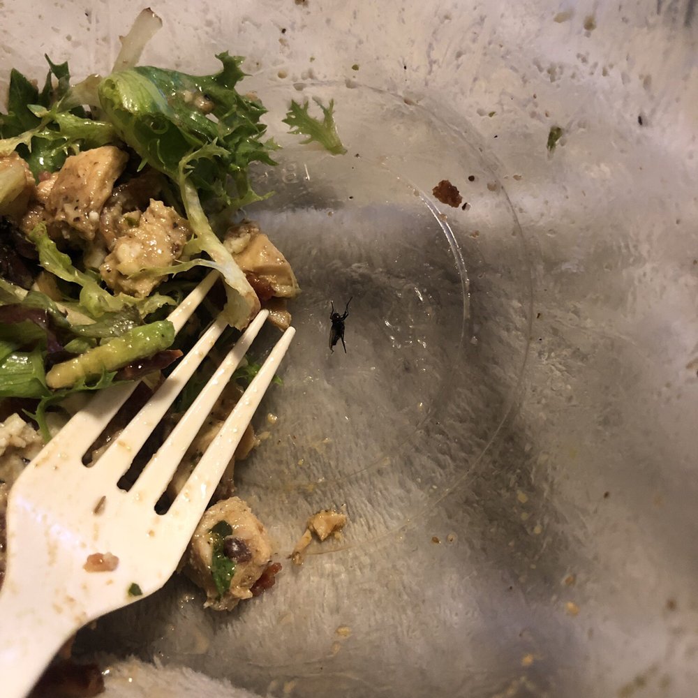 Zaca Cafe - Zaca Cobb Salad (bug in the salad) - Coffee & Tea Near Me - Brooklyn, New York Zaca Cafe - Zaca Cobb Salad (bug in the salad) - Coffee & Tea Near Me - Brooklyn, New York