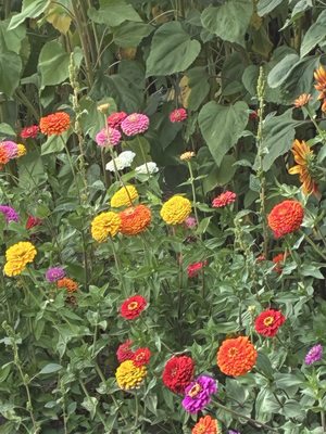 Well Rooted Farms by null