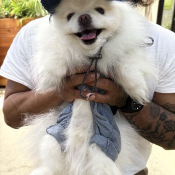 Cha Cha's Dog Daycare - Pet Groomers Near Me - Sacramento, California