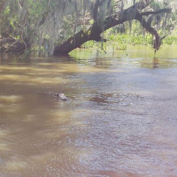 Airboat Adventures - Snuck up on us - Boat Tours Near Me - Lafitte, Louisiana