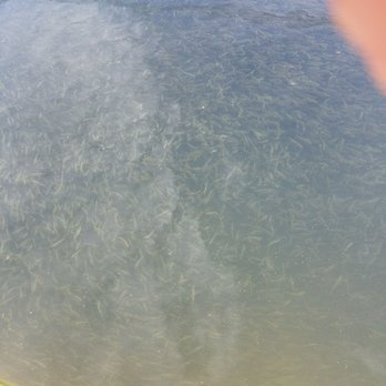 Nimbus Fish Hatchery - Aquariums Near Me - Gold River, California