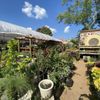 Sweet Peas Garden Shop gift card