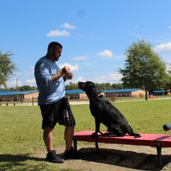 Anytime Dog Training Boarding Daycare & Store - Behavior modification with or without aggression