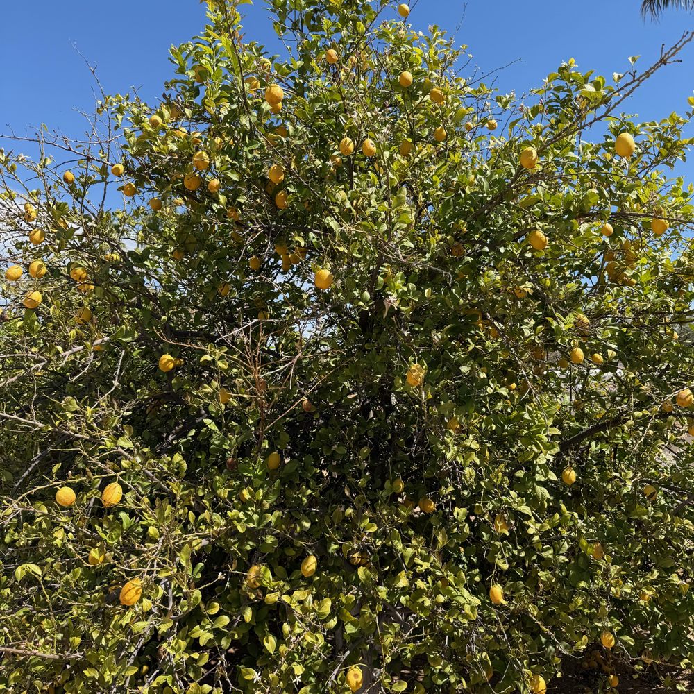Cotton Lane Citrus U-Pick - Fruits & Veggies Near Me - Surprise, Arizona Cotton Lane Citrus U-Pick - Fruits & Veggies Near Me - Surprise, Arizona