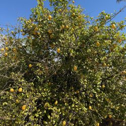 Cotton Lane Citrus U-Pick