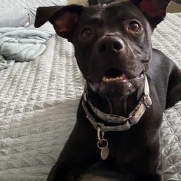 Shiny, happy puppy. Shiny, happy puppy.