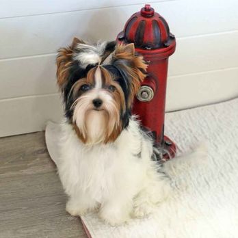 Rocky Mountain Biewer Terriers - So handsome!!!! - Pet Breeders Near Me - Dolores, Colorado