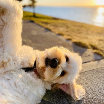 Golden Gardens Park - When you're cuter than that sunset!!! - Parks Near Me - Seattle, Washington Golden Gardens Park - When you're cuter than that sunset!!! - Parks Near Me - Seattle, Washington