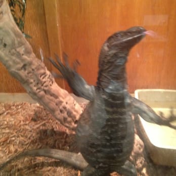 The Serpentarium - The one we call "techno lizard". - Reptile Shops Near Me - Lodi, California The Serpentarium - The one we call "techno lizard". - Reptile Shops Near Me - Lodi, California