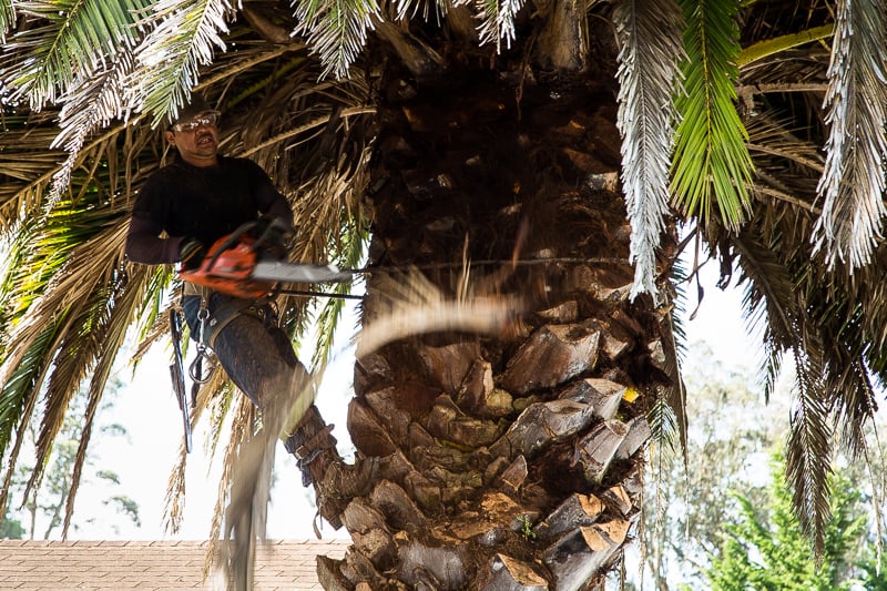 Affordable Tree Care - tree service in San Francisco, CA