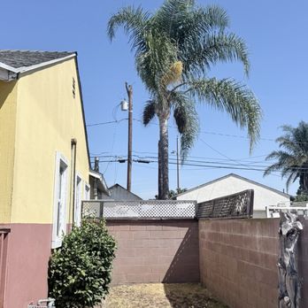 Affordable Tree Care - Before - Tree Services Near Me