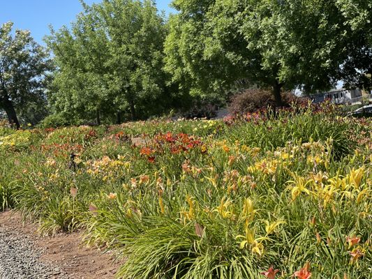 Amador Flower Farm by null