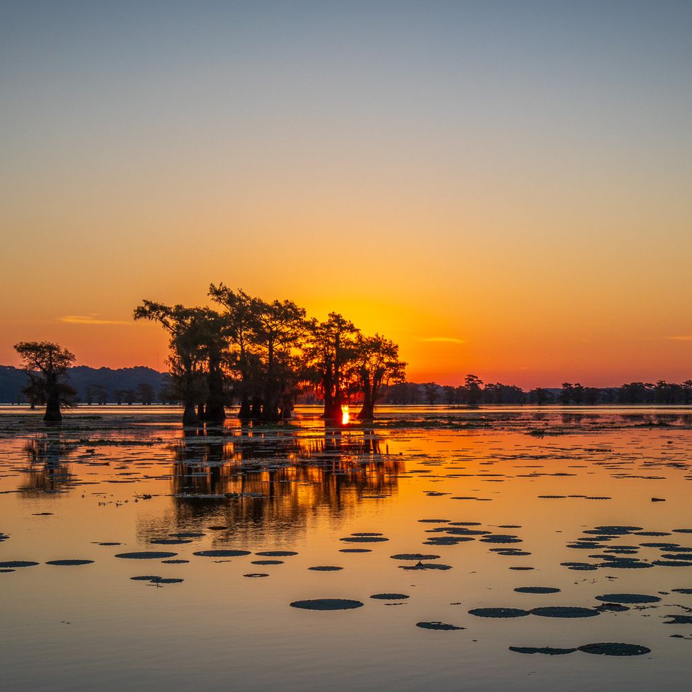 Caddo Lake Bayou Tours - Boat Tours Near Me - Uncertain, Texas