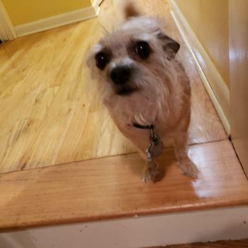 Good Dog Legacy - Ms. Harli.    (the clean version) - Pet Groomers Near Me - Covington, Louisiana