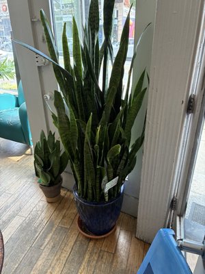 Fiore's Bakery by null