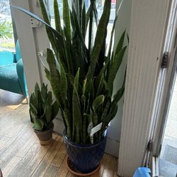 Fiore's Bakery - Plants for sale!
