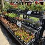 Photo of Florida Nursery Mart