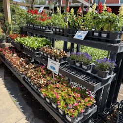 Florida Nursery Mart - Assorted Annuals