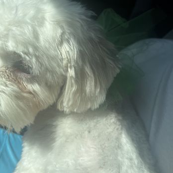 Going Mutts Pet Grooming - Pet Groomers Near Me - Bakersfield, California