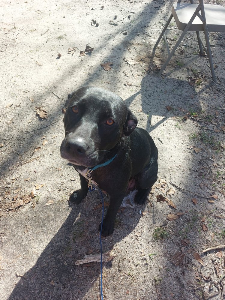 THE PET HOSPITALS PANTHER Updated October 2024 10 Photos 743 E