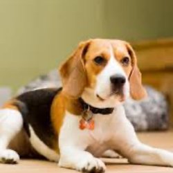 Zays Dog Walk - My friends dog Scott