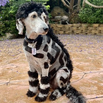 Pico Veterinary Clinic - Veterinarians Near Me - San Clemente, California