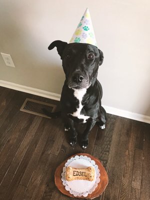 Three Dog Bakery by null