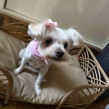 Happiness Grooming - Pet Groomers Near Me - Van Nuys, California Happiness Grooming - Pet Groomers Near Me - Van Nuys, California