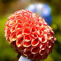 user provided Chicago Botanic Garden photo